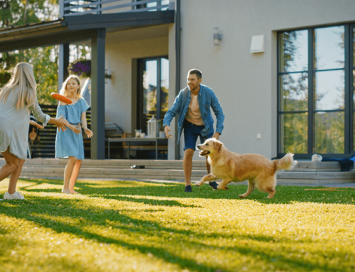 Pet-Safe Summer Cleaning Solutions for Rockwall Homes